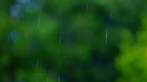 Rain falling in green forest Stock Footage 247163265