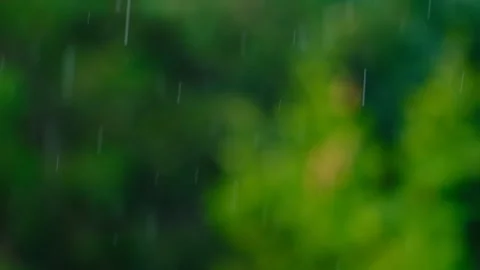Rain falling in green forest Video stock 247163772