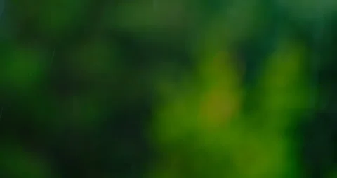 Rain falling in green forest Stock Footage 247163775