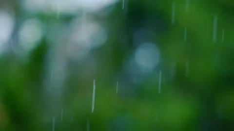 Rain falling in green forest Stock Footage 247164961