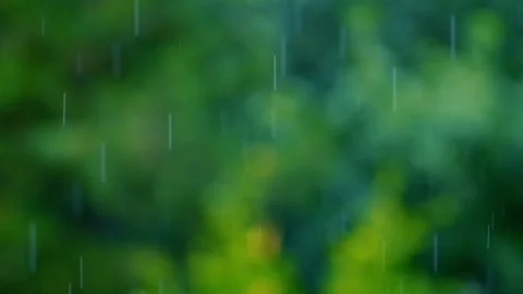 Rain falling in green forest Stock Footage 247164980