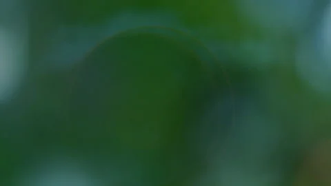 Rain falling in green forest Video stock 247166498