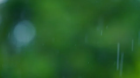Rain falling in green forest Stock Footage 247166666
