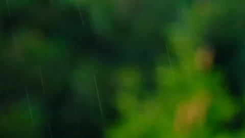 Rain falling in green forest Stock Footage 247171522