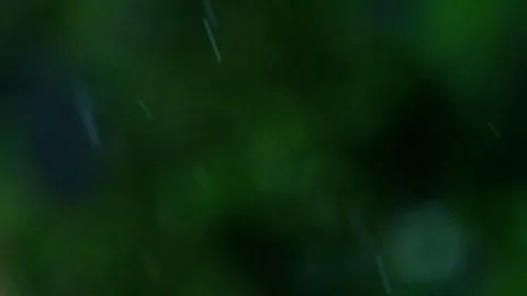 Rain falling in green forest Stock Footage 247171573