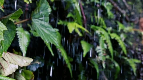 Rain Falling on Green Grass and Blurred Foliage in a Lush Natural Environment Stock Footage 330790228