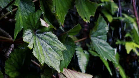 Rain Falling on Green Grass and Blurred Foliage in a Lush Natural Environment Stock Footage 330793315