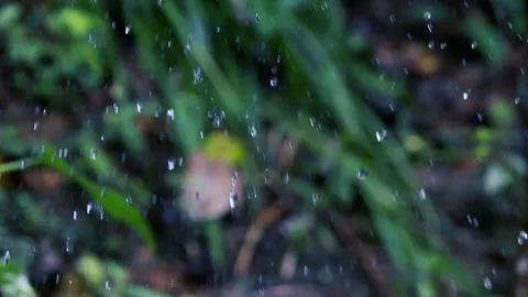 Rain Falling on Green Grass and Blurred Foliage in a Lush Natural Environment Stock Footage 331632068