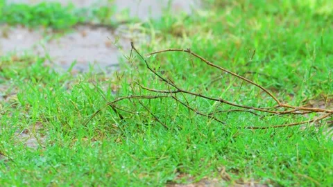 Rain falling on green grass Stock Footage 322726325