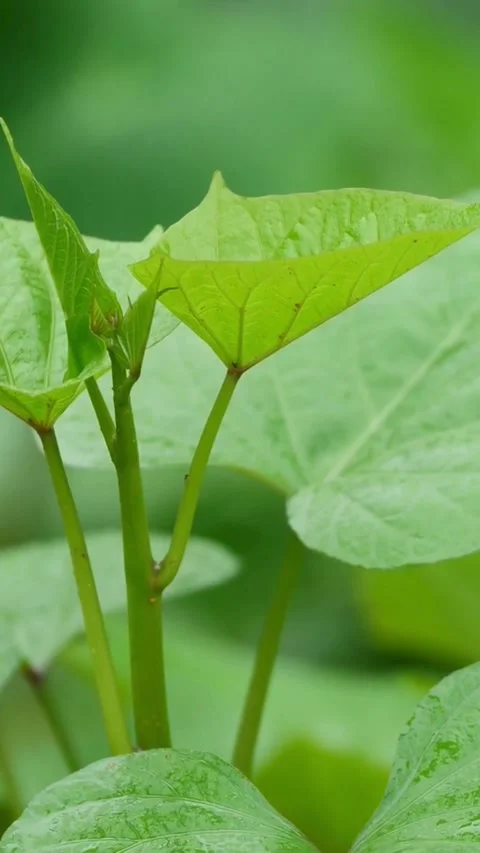 Rain falling on green heart shaped leaves in nature Video stock 331933706