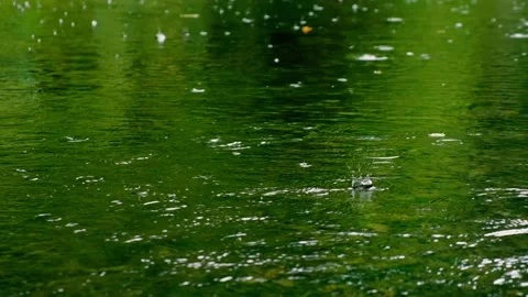 Rain falling on the green lake in forest Stock Footage 138453049