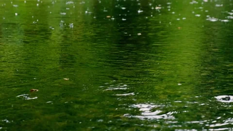 Rain falling on the green lake in forest Video stock 138453135