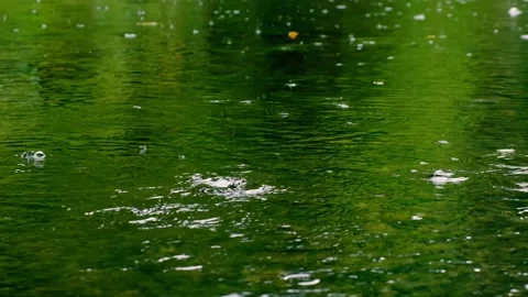 Rain falling on the green lake in forest Stock Footage 138453152