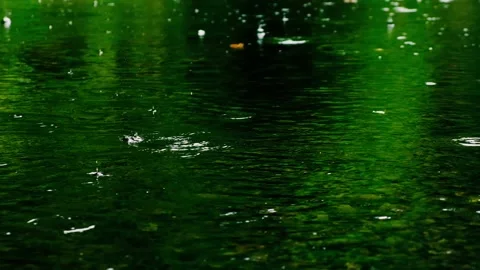 Rain falling on the green lake in forest Stock Footage 138453294