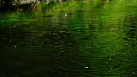 Rain falling on the green lake in forest Stock Footage 138453392
