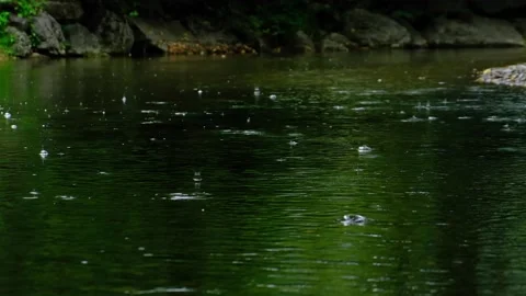 Rain falling on the green lake in forest Stock Footage 138453584