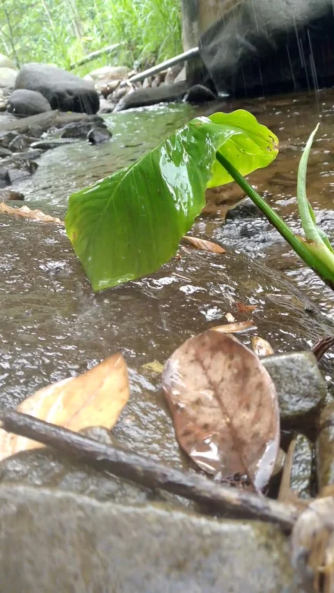 Rain Falling on Green Leaf and Stream in Tropical Forest 4K Stock-Footage 341999948