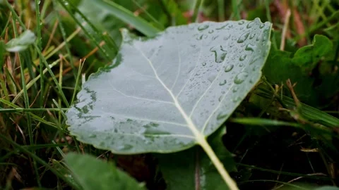 Rain Falling on Green Leaf in Field on Stormy Day Video Video stock 343318396
