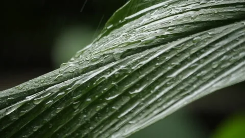 Rain falling on a green leaf Stock Footage 160560791