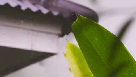 Rain falling on green leaf Stock Footage 279296857