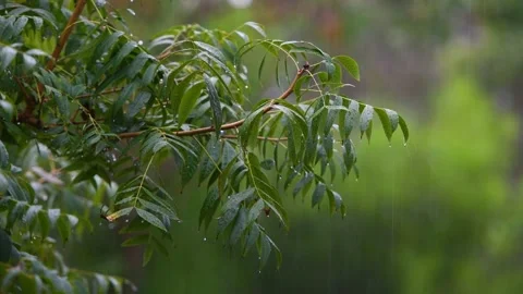 Rain falling on the green leafs Stock Footage 238576829