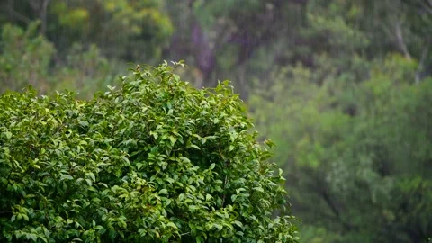 Rain falling on the green leafs Stock Footage 238577061