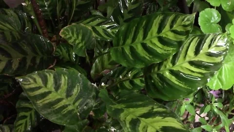 Rain Falling on Green Leaves in Amazon Forest Video stock 307901917