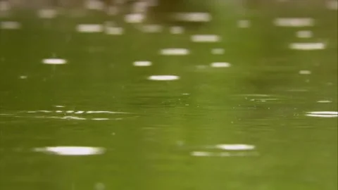 Rain Falling on Green Leaves and a Wet Bird in Forest Video stock 327194227