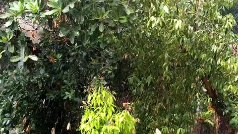 Rain Falling on Green Leaves Stock Footage 109502454