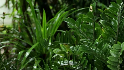 Rain is falling on the green leaves. Stock Footage 251766278