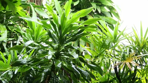 Rain is falling on the green leaves. Stock Footage 251766288