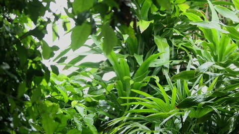 Rain is falling on the green leaves. Stock Footage 251766458