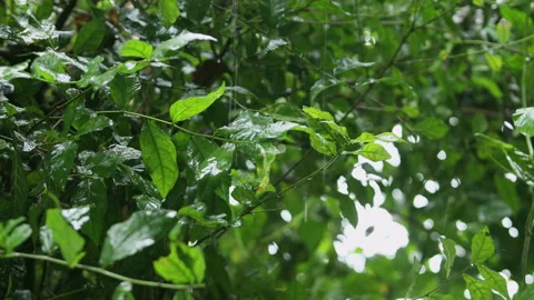 Rain is falling on the green leaves. Stock Footage 251766465