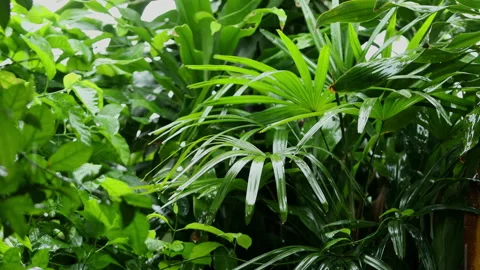 Rain is falling on the green leaves. Stock Footage 251766483