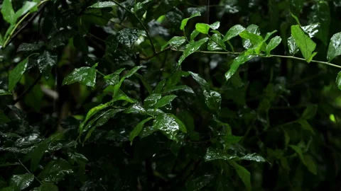Rain is falling on the green leaves. Stock Footage 251766499