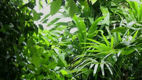 Rain is falling on the green leaves. Stock Footage 251766500