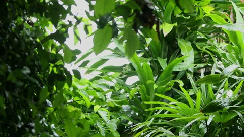 Rain is falling on the green leaves. Stock Footage 251766650