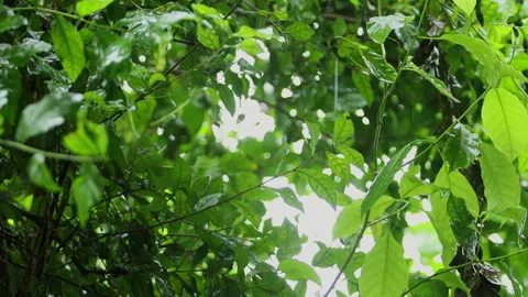 Rain is falling on the green leaves. Stock Footage 251766688