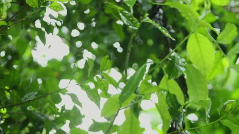 Rain is falling on the green leaves. Stock Footage 251766703