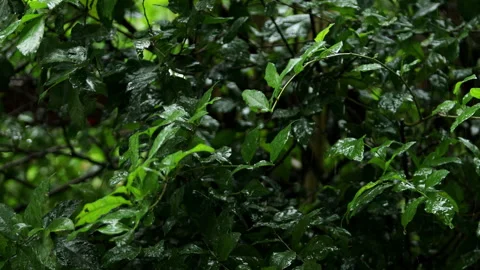 Rain is falling on the green leaves. Stock Footage 251766710