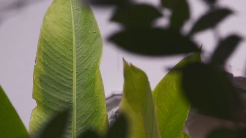 Rain falling on green leaves Stock Footage 279296876