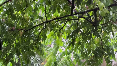 Rain Falling on Green Leaves Stock Footage 308263073