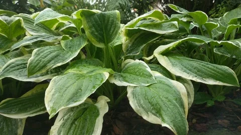 Rain falling on green leaves of hosta plant Video stock 133081279