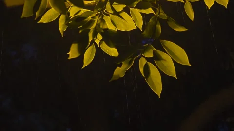 Rain falling on green leaves illuminated by warm street light at night Stock Footage 342223953