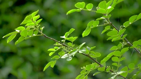 Rain falling on green leaves of a tree branch in a forest Stock Footage 342230898