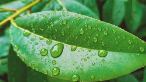 Rain falling on green plant leaf. 스톡 동영상 195100575