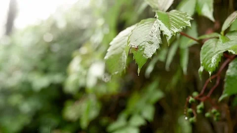 Rain falling on green plant leaf. Summer Rain Video Footage. Nature Rainy Season Stock Footage 246373414