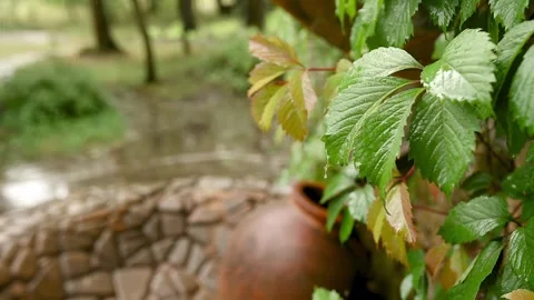 Rain falling on green plant leaf. Summer Rain Video Footage. Nature Rainy Season Video stock 246373451