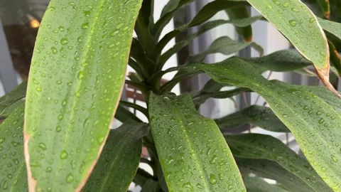 Rain falling on green plant leaf. Kachu pata or mammoth elephant ear bulb with Stock Footage 306560349