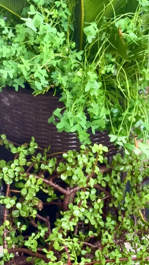 Rain falling on green plants in a garden pot Video stock 331981413